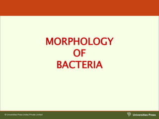 Universities Press
© Universities Press (India) Private Limited
MORPHOLOGY
OF
BACTERIA
 
