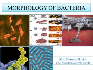 Mr. Osman H. Ali
B.Sc. Microbiology, MPH, HDCH
MORPHOLOGY OF BACTERIA
 