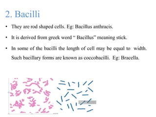 2. Bacilli
• They are rod shaped cells. Eg: Bacillus anthracis.
• It is derived from greek word “ Bacillus” meaning stick.
• In some of the bacilli the length of cell may be equal to width.
Such bacillary forms are known as coccobacilli. Eg: Bracella.
 