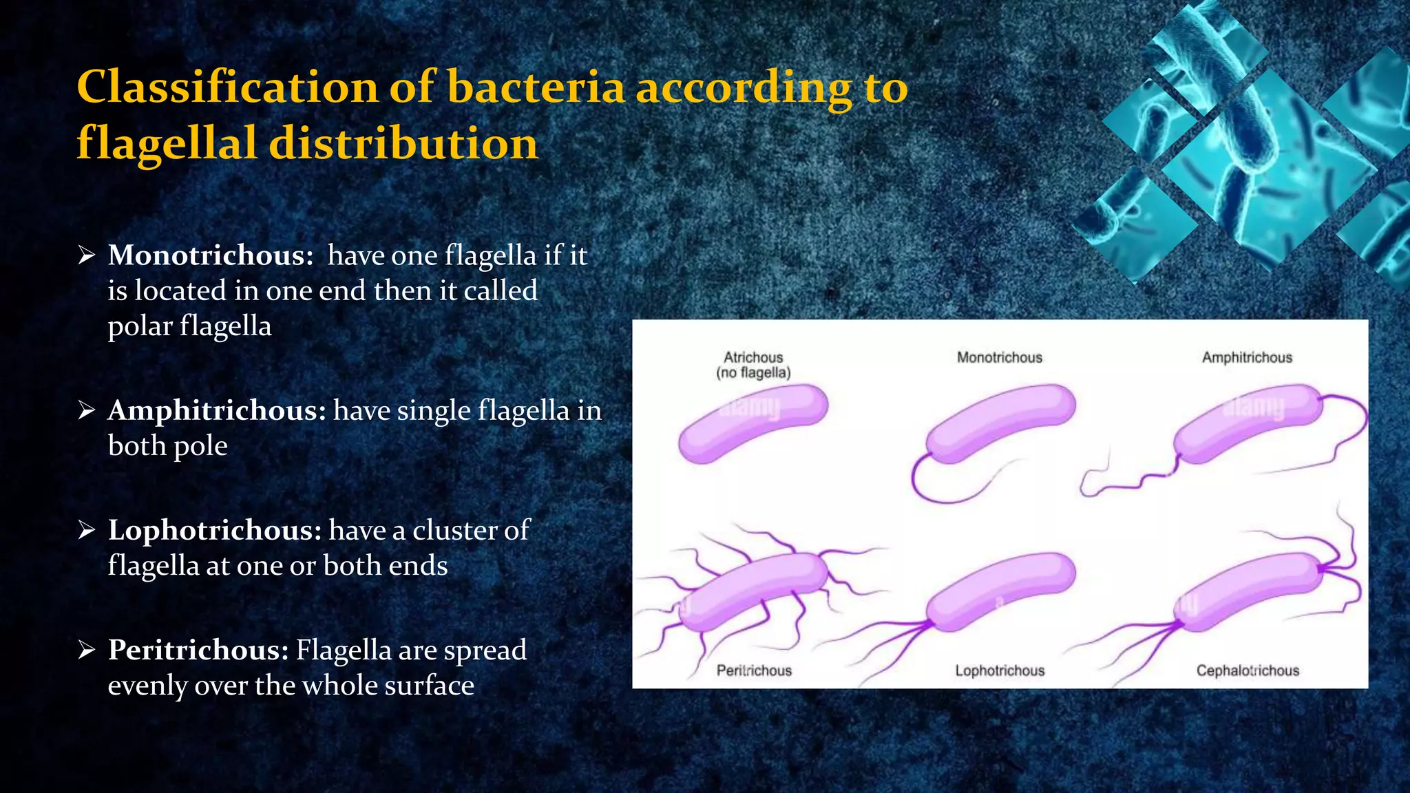 Morphology of bacterial cell presentation new 1.pptx