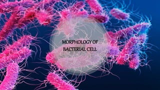 MORPHOLOGY OF
BACTERIAL CELL
 