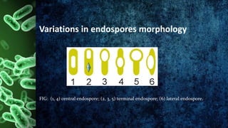 Morphology of bacterial cell presentation new 1.pptx