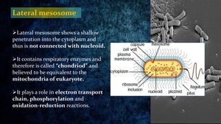 Lateral mesosome
Lateral mesosome shows a shallow
penetration into the cytoplasm and
thus is not connected with nucleoid....