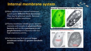Internal membrane system
 Many bacteria have internal membrane
system quite different from mesosome.
They may be spherica...