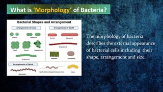 What is ‘Morphology’ of Bacteria?
The morphology of bacteria
describes the external appearance
of bacterial cells includin...