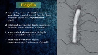 Flagella
 Bacterial flagellum is a helical filamentous
appendages extended outwards from the plasma
membrane and cell wal...