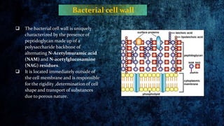 Bacterial cell wall
 The bacterial cell wall is uniquely
characterized by the presence of
peptidoglycan made up of a
poly...