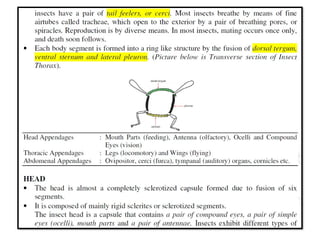 Morphology of body segments of insecta. PPT | PPTX