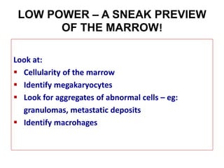 Morphology of bone marrow aspirates - Dr Hurwitz.pdf