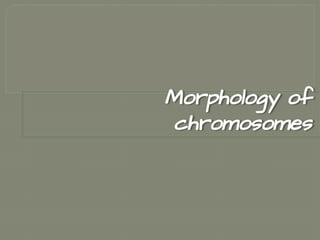 Morphology of
chromosomes
 