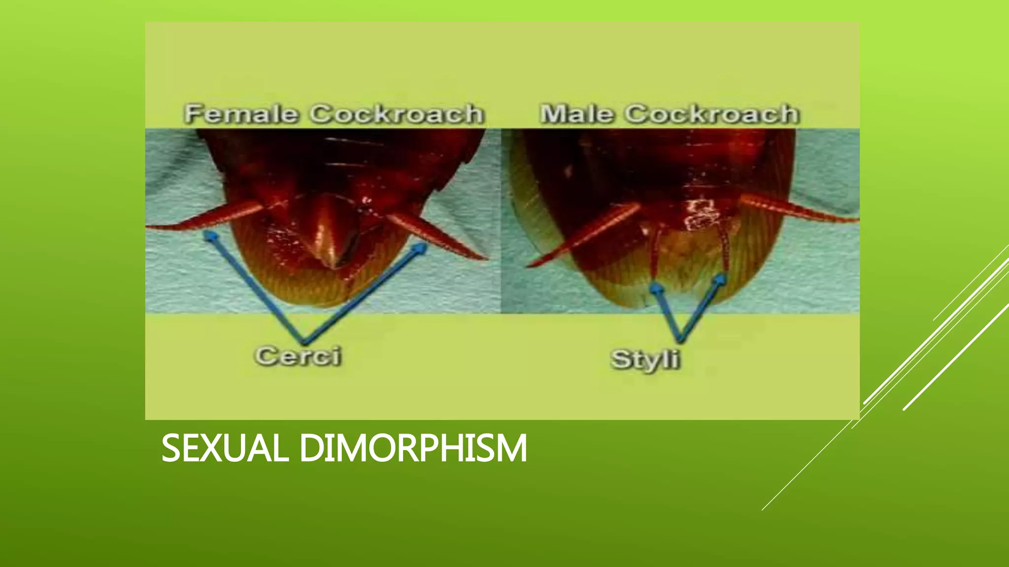 Dickroach Morphology of cockroach | PPTX