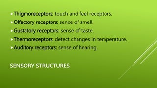 SENSORY STRUCTURES
Thigmoreceptors: touch and feel receptors.
Olfactory receptors: sence of smell.
Gustatory receptors: sense of taste.
Thermoreceptors: detect changes in temperature.
Auditory receptors: sense of hearing.
 