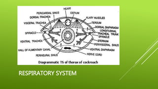 RESPIRATORY SYSTEM
 