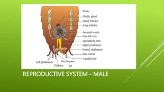 REPRODUCTIVE SYSTEM - MALE
 