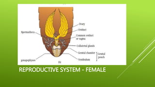 REPRODUCTIVE SYSTEM - FEMALE
 