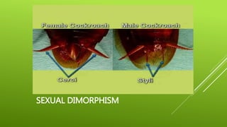 SEXUAL DIMORPHISM
 