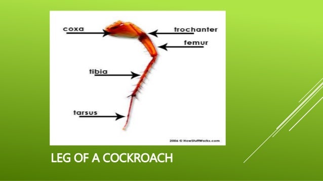 Morphology of cockroach