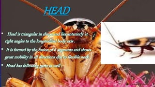Morphology of cockroach 2 | PPTX