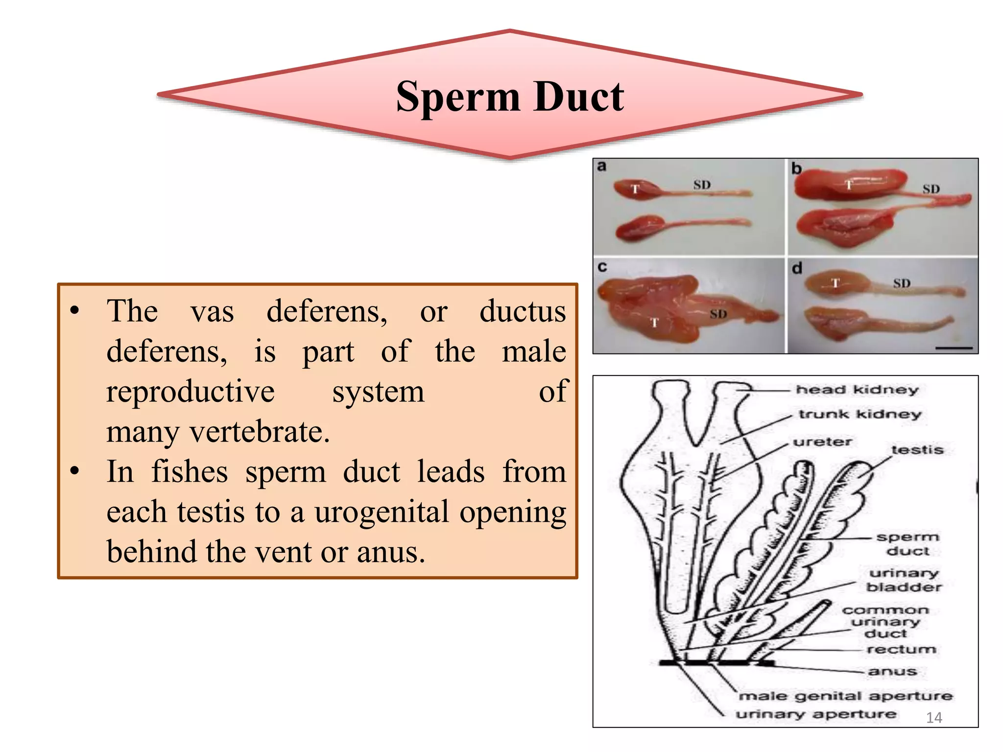 Morphology of Fish Testes | PPTX