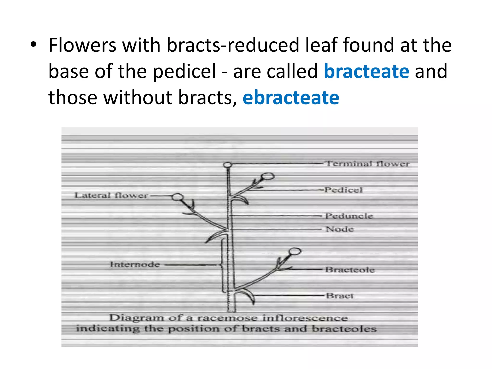 • Flowers with bracts-reduced leaf found at the
base of the pedicel - are called bracteate and
those without bracts, ebracteate
 
