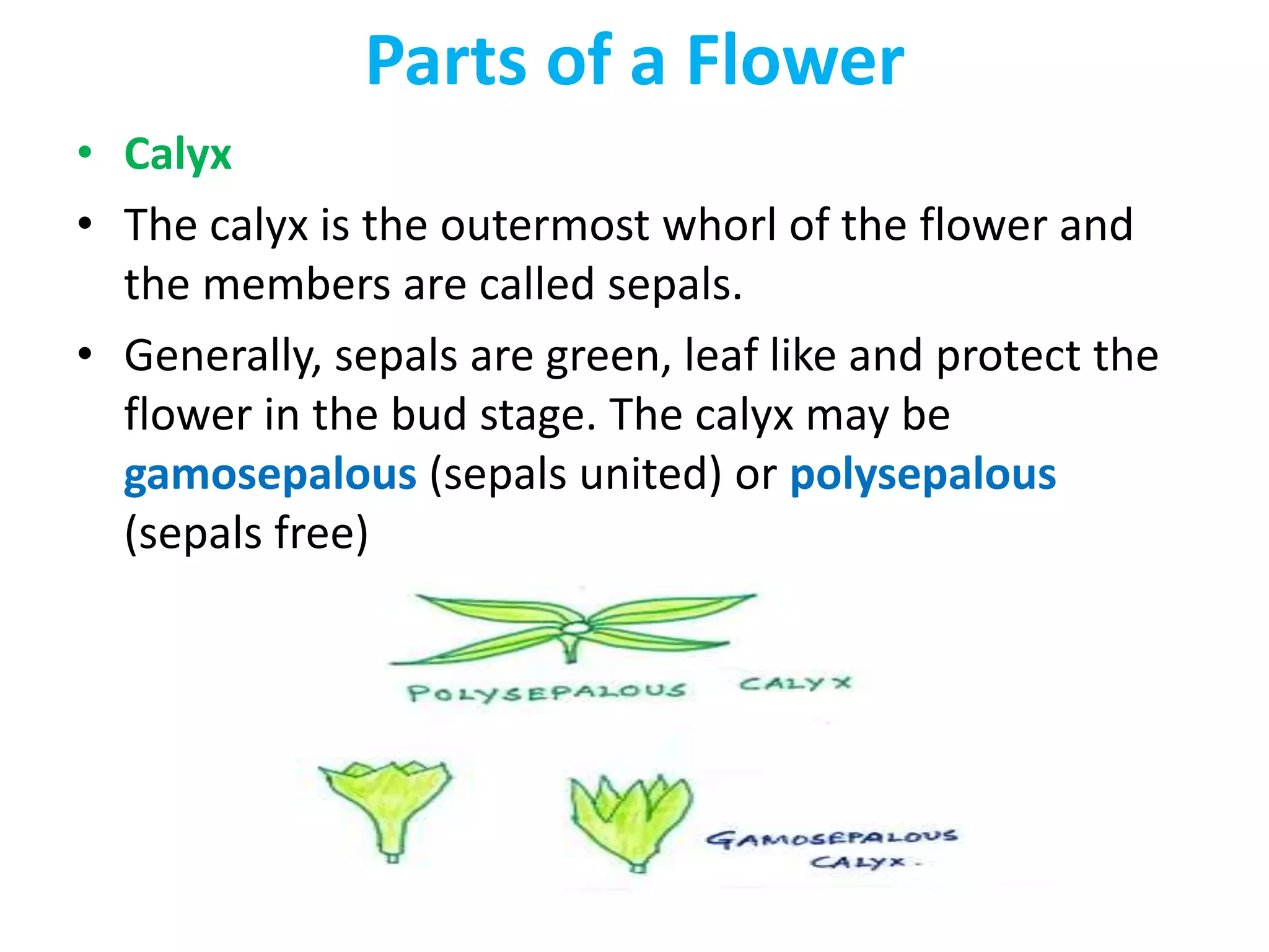 Parts of a Flower
• Calyx
• The calyx is the outermost whorl of the flower and
the members are called sepals.
• Generally, sepals are green, leaf like and protect the
flower in the bud stage. The calyx may be
gamosepalous (sepals united) or polysepalous
(sepals free)
 