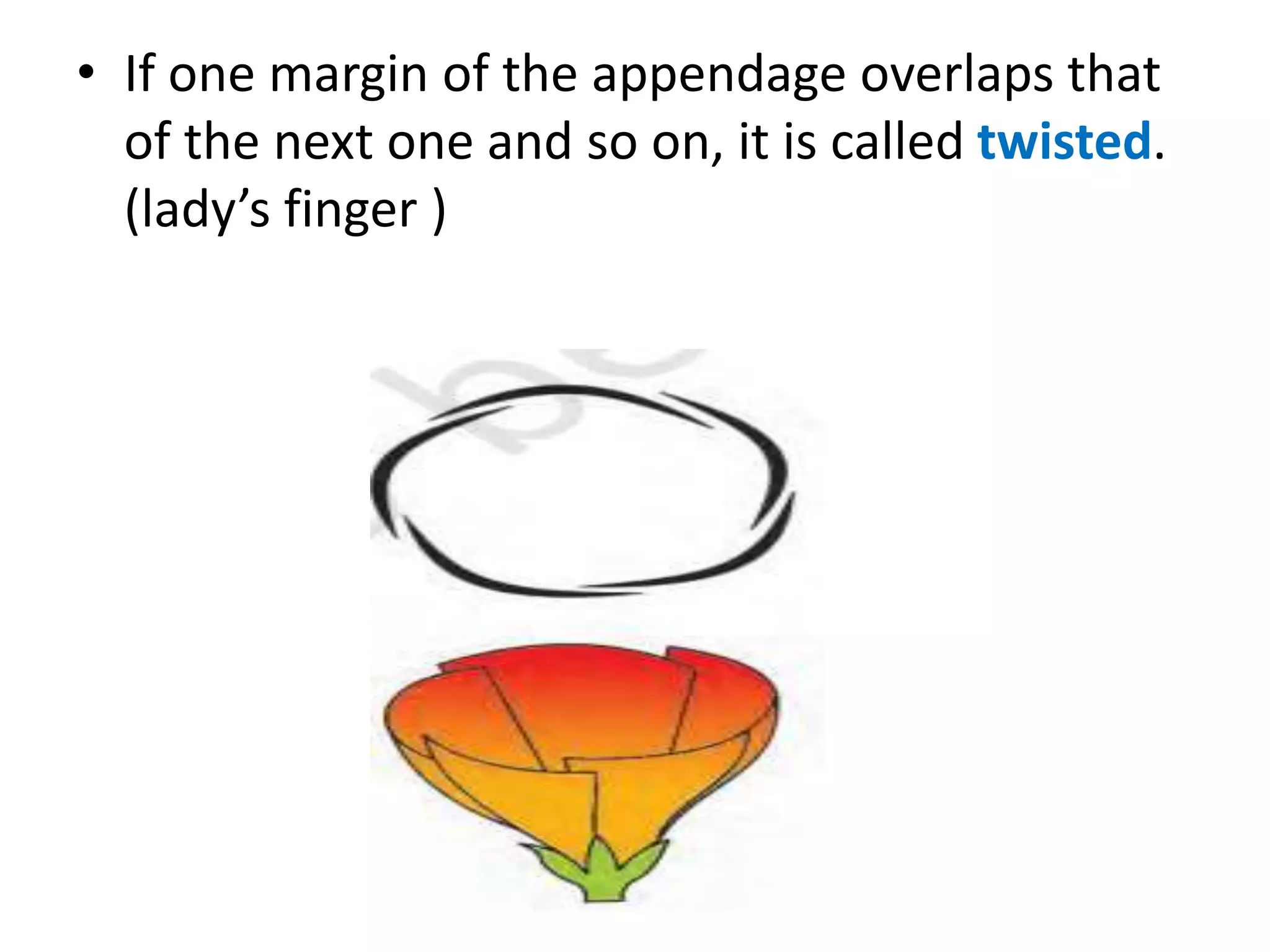 • If one margin of the appendage overlaps that
of the next one and so on, it is called twisted.
(lady’s finger )
 