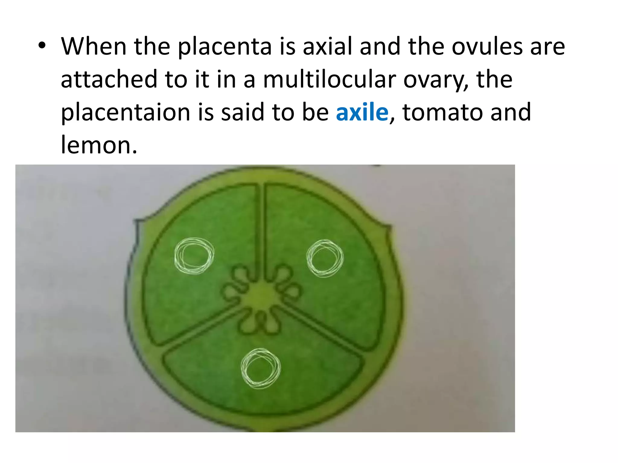 • When the placenta is axial and the ovules are
attached to it in a multilocular ovary, the
placentaion is said to be axile, tomato and
lemon.
 