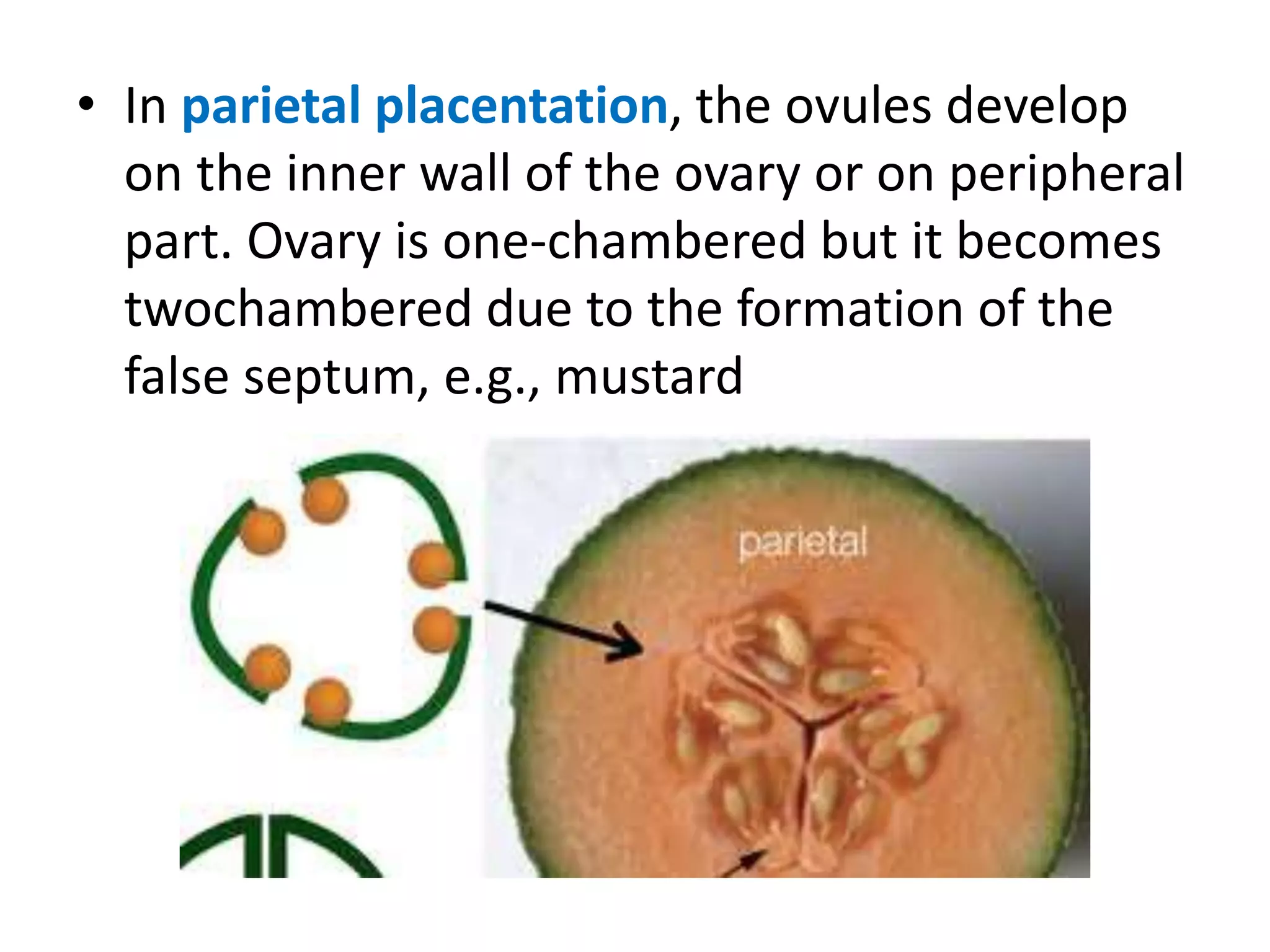• In parietal placentation, the ovules develop
on the inner wall of the ovary or on peripheral
part. Ovary is one-chambered but it becomes
twochambered due to the formation of the
false septum, e.g., mustard
 