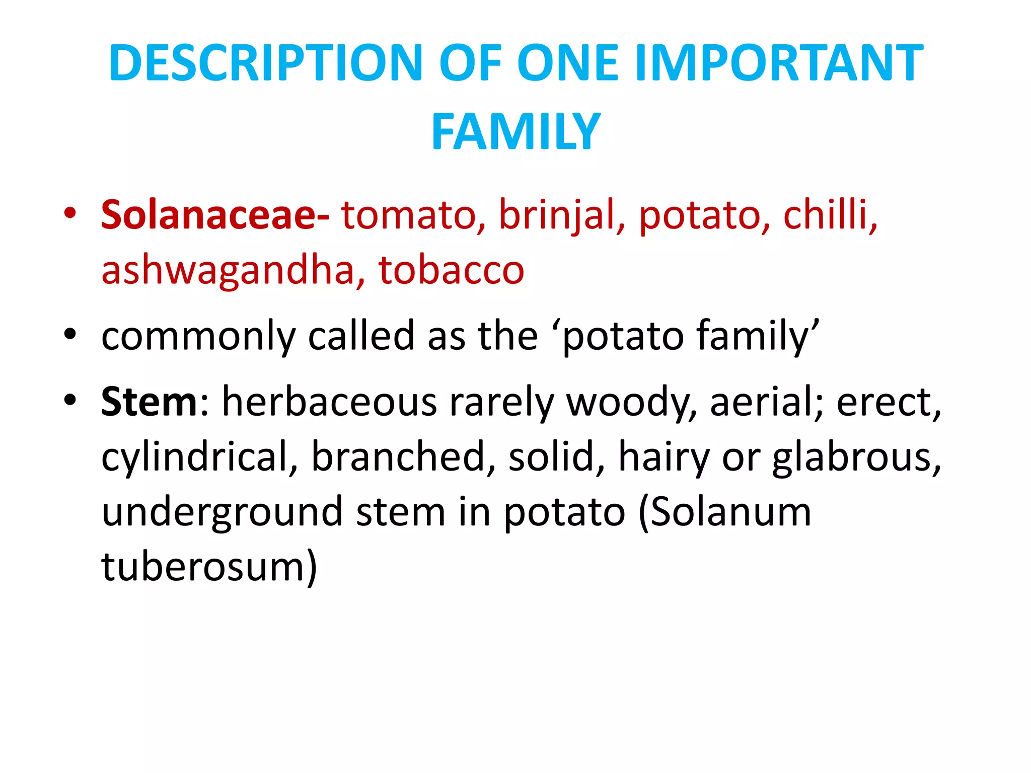 DESCRIPTION OF ONE IMPORTANT
FAMILY
• Solanaceae- tomato, brinjal, potato, chilli,
ashwagandha, tobacco
• commonly called as the ‘potato family’
• Stem: herbaceous rarely woody, aerial; erect,
cylindrical, branched, solid, hairy or glabrous,
underground stem in potato (Solanum
tuberosum)
 