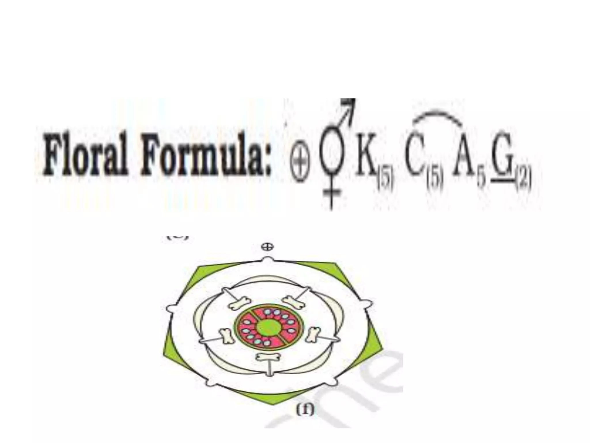 Morphology of flower