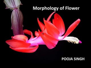 Morphology of Flower
POOJA SINGH
 