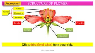 Morphology of Flower (STRUCTURE OF FLOWER). | PDF