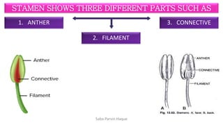 Morphology of Flower (STRUCTURE OF FLOWER). | PDF