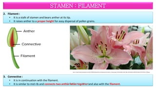 Morphology of Flower (STRUCTURE OF FLOWER). | PDF