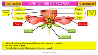 Morphology of Flower (STRUCTURE OF FLOWER). | PDF