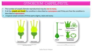 Morphology of Flower (STRUCTURE OF FLOWER). | PDF