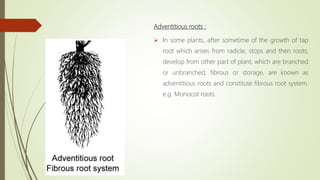 Adventitious roots :
 In some plants, after sometime of the growth of tap
root which arises from radicle, stops and then roots,
develop from other part of plant, which are branched
or unbranched, fibrous or storage, are known as
adventitious roots and constitute fibrous root system.
e.g. Monocot roots.
 