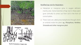 Modified tap root for Respiration :
 Halophyte or mangrove grow in oxygen deficient
marshy area. Some branches of tap root in these plant
grow vertically & comes out from soil in the form of
conical spikes.
 These roots are called pneumatophores through which
air entered inside the plant. eg. Rhizophora, Heritiera,
Sonaratia and other mangrove plant
 
