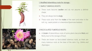 1. Modified Adventitious roots for storage :
1. SIMPLE TUBEROUS ROOTS:
 These roots become swollen and do not assume a definite
shape.
 They are always borne singly.
 These roots arise from the nodes of the stem and enter in the
soil. e.g. sweet potato or shakarkand (Ipomoea batatas).
2.FASCICULATED TUBEROUS ROOTS:
 A cluster of adventitious roots of some plants become thick and
fleshy due to the storage of food.
 These are known as fasciculated tuberous roots, as there are
many tuberous roots at the base of the stem. E.g. Dahlia and
Asparagus.
 