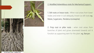 2. Modified Adventitious roots for Mechanical Support :
1. Stilt roots or brace roots : When root arises from lower
nodes and enter in soil obliquely, known as stilt roots eg.
Maize, Sugarcane, Pandanus (screwpine)
2. Prop root or pillar roots : when root arises from
branches of plant and grows downward towards soil. It
function as supporting stem for the plant. eg. Banyan.
 