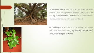 3. Butteress root – Such roots appear from the basal
part of stem and spread in different directions in the
soil. eg. Ficus, Bombax , Terminalia. It is a characteristic
characteristic feature of tropical rain forest.
4. Climbing roots – These roots arise from nodes and
helps the plant in climbing. eg. Money plant (Pothos),
Betel, Black pepper, Techoma.
 