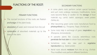 PRIMARY FUNCTIONS
 The normal functions of the roots are fixation
anchorage of the plant body.
 absorption of water and minerals from the soil
 conduction of absorbed materials up to the
base of the stem.
SECONDARY FUNCTIONS
 In some plants roots perform certain special functions
and such roots undergo necessary modifications. Some
roots become fleshy or swollen for the storage of food
materials e.g. carrot, radish, asparagus, sweet potato,
Dahlia, etc.
 After becoming green some roots manufacture food by
photosynthesis e.g. Tinospora, Trapa, Orchids etc.
 Some roots help in exchange of gases (respiration) e.g.
Rhizopora, Sonneratia etc.
 In parasitic plants like Cuscuta, adventitious roots
penetrate the host stem to obtain food and water.
 Sometimes roots also take part in vegetative
reproduction e.g. Sweet potato.
 Aerial roots absorb moisture from the air e.g. Orchids.
Thus modified roots perform different functions.
FUNCTIONS OF THE ROOT:
 