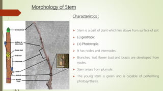 Morphology of Stem
Characteristics :
 Stem is a part of plant which lies above from surface of soil.
 (-) geotropic.
 (+) Phototropic.
 It has nodes and internodes.
 Branches, leaf, flower bud and bracts are developed from
nodes.
 Stem arises from plumule.
 The young stem is green and is capable of performing
photosynthesis.
 