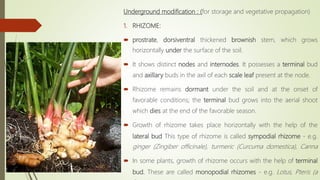 Underground modification : (for storage and vegetative propagation)
1. RHIZOME:
 prostrate, dorsiventral thickened brownish stem, which grows
horizontally under the surface of the soil.
 It shows distinct nodes and internodes. It possesses a terminal bud
and axillary buds in the axil of each scale leaf present at the node.
 Rhizome remains dormant under the soil and at the onset of
favorable conditions; the terminal bud grows into the aerial shoot
which dies at the end of the favorable season.
 Growth of rhizome takes place horizontally with the help of the
lateral bud This type of rhizome is called sympodial rhizome - e.g.
ginger (Zingiber officinale), turmeric (Curcuma domestica), Canna
 In some plants, growth of rhizome occurs with the help of terminal
bud. These are called monopodial rhizomes - e.g. Lotus, Pteris (a
 