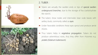 2. TUBER :
 Tubers are actually the swollen ends or tips of special swollen
underground branches, due to the storage of foo (carbohydrate
like starch).
 The tubers show nodes and internodes bear scale leaves with
axillary buds, commonly called as eyes.
 Under favorable conditions these eyes sprout and produce aerial
shoots.
 Thus tubers helps in vegetative propagation. Tubers do not
produce adventitious roots, thus they differ from rhizomes e.g.
potato (Solanum tuberosum).
 
