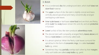 3. BULB :
 It is a condensed; disc like underground stem, which itself does not
store food material.
 The upper surface of disc like stem is slightly conical and bears
centrally placed apical bud and many concentrically arranged
overlapping scale leaves.
 Inner scale leaves or leaf bases store food and are thick and fleshy,
while outer few scaly leaves remain thin and dry and are protective
in function.
 Lower surface of disc-like stem produces adventitious roots.
 The discoid stem with compactly arranged fleshy leaves above and
fibrous roots below is commonly called bulb.
 It is almost spherical. When the fleshy scale leaves surround the
apical bud in the form of concentric rings, it is called tunicated
bulb e.g. onion.
 Sometimes they may partially overlap each other by their margins
only, such bulbs are called scaly bulbs e.g. garlic.
 