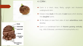 4. CORM :
 Corm is a short, stout, fleshy, upright and thickened
underground stem.
 It bears many buds in the axils of scale leaves which develop
into daughter corms.
 At the bases or even from sides of stem adventitious roots
develop.
 Corm is a condensed form of rhizome growing vertically,
e.g., Arbi (Colocasia), zaminkand (Amorphophallus etc.)
 
