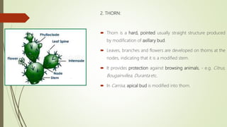 2. THORN:
 Thorn is a hard, pointed usually straight structure produced
by modification of axillary bud.
 Leaves, branches and flowers are developed on thorns at the
nodes, indicating that it is a modified stem.
 It provides protection against browsing animals, - e.g. Citrus,
Bougainvillea, Duranta etc.
 In Carrisa, apical bud is modified into thorn.
 