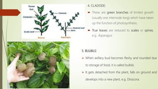 4. CLADODE:
 These are green branches of limited growth
(usually one internode long) which have taken
up the function of photosynthesis.
 True leaves are reduced to scales or spines,
e.g. Asparagus
5. BULBILS:
 When axillary bud becomes fleshy and rounded due
to storage of food, it is called bulbils.
 It gets detached from the plant, falls on ground and
develops into a new plant, e.g. Dioscora.
 