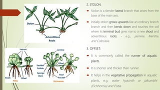 2. STOLON:
 Stolon is a slender lateral branch that arises from the
base of the main axis.
 Initially stolon grows upwards like an ordinary branch
branch and then bends down and touches the soil
where its terminal bud gives rise to a new shoot and
adventitious roots, - e.g., jasmine, Mentha,
and Colocasia.
3. OFFSET:
 It is commonly called the runner of aquatic
plants.
 It is shorter and thicker than runner.
 It helps in the vegetative propagation in aquatic
plants, e.g. water hyacinth or jalkumbhi
(Eichhornia) and Pistia.
 